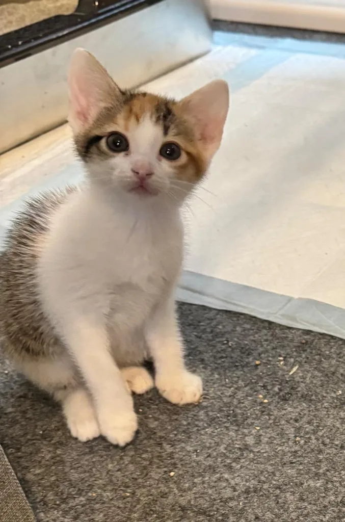 A baby small-sized female Domestic Short Hair cat named Furminore for adoption in Newnan, GA