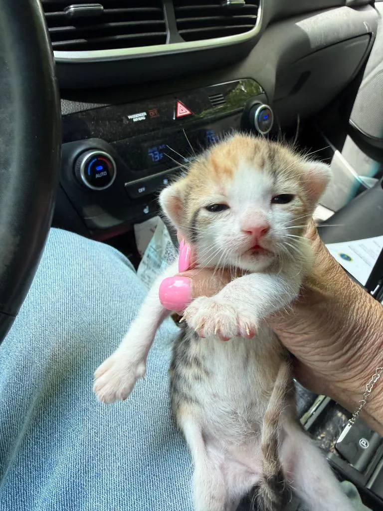 Furminore thumbnail 3