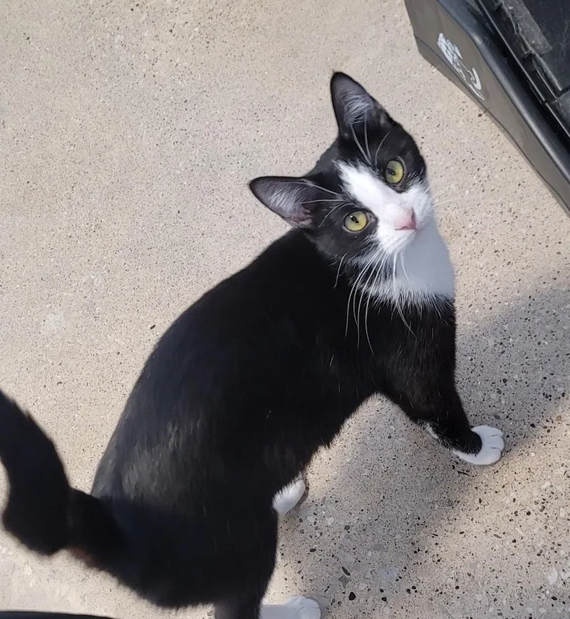 An adult medium-sized female Black & White / Tuxedo Domestic Short Hair cat named Zelda for adoption in Fort Madison, IA