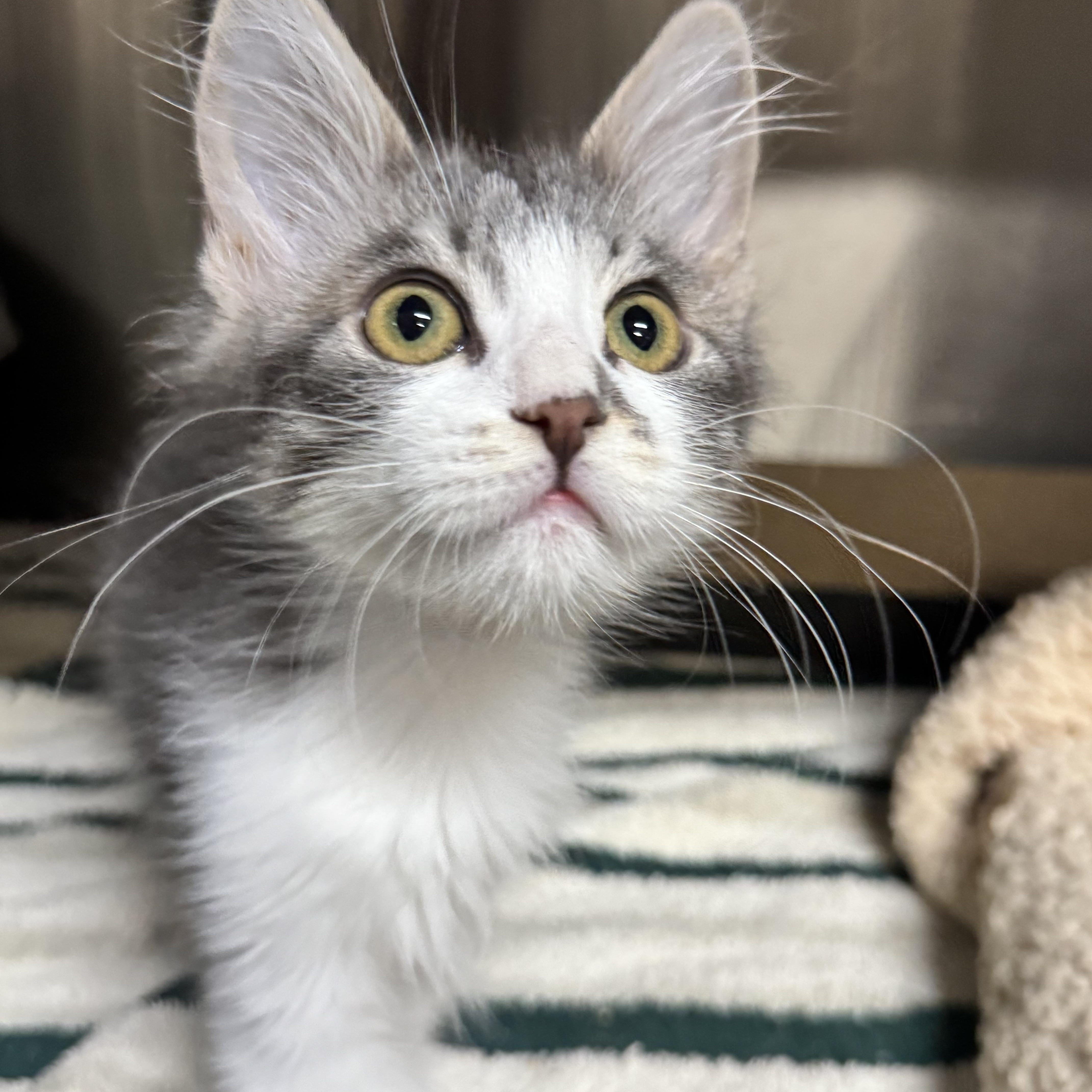 A baby small-sized female Tabby (Gray / Blue / Silver) Domestic Medium Hair cat named Cherry for adoption in Riverside, CA
