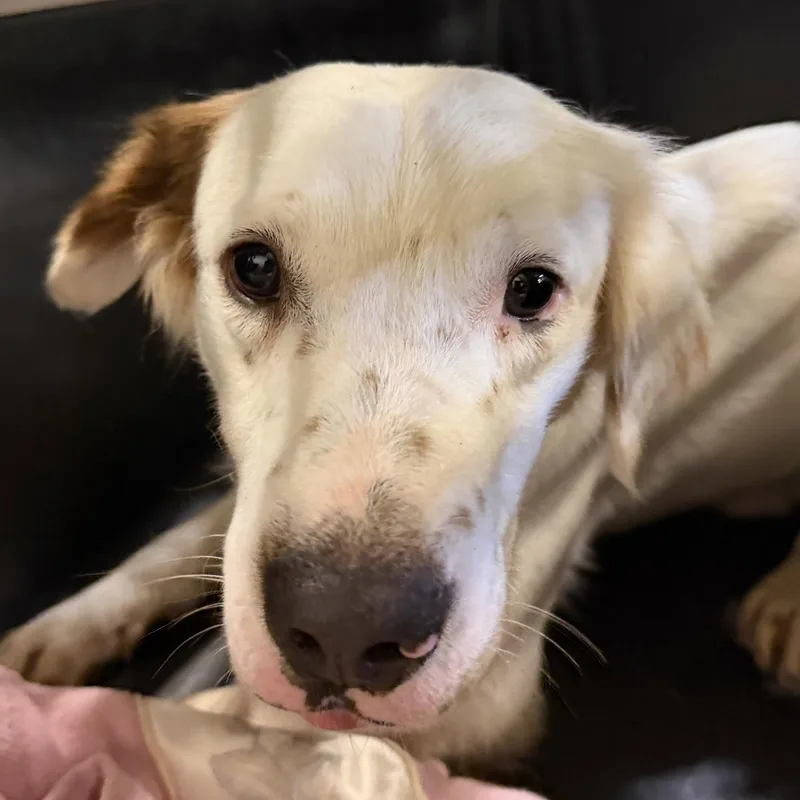 A young medium-sized male White / Cream Australian Shepherd dog named Tucker for adoption in Blue Springs, MO