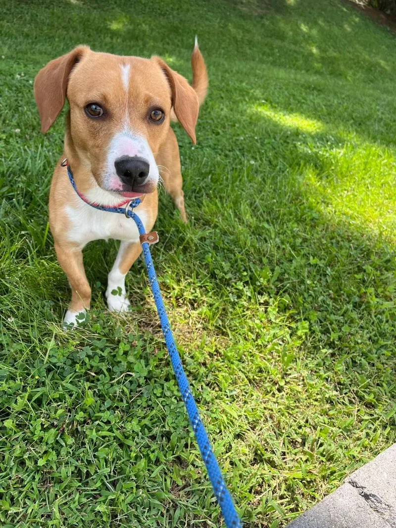 An adult medium-sized male Beagle dog named Ozzy for adoption in Front Royal, VA