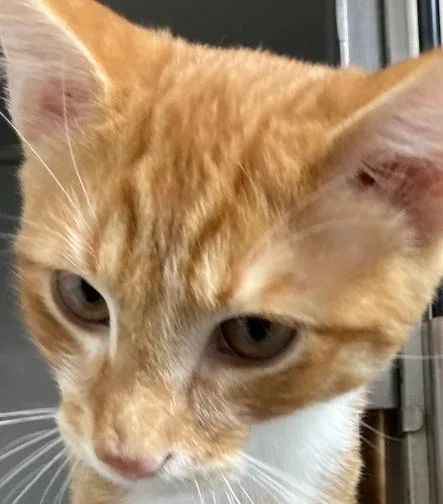 A baby small-sized male Orange & White Domestic Short Hair cat named Hawkes for adoption in Anoka, MN