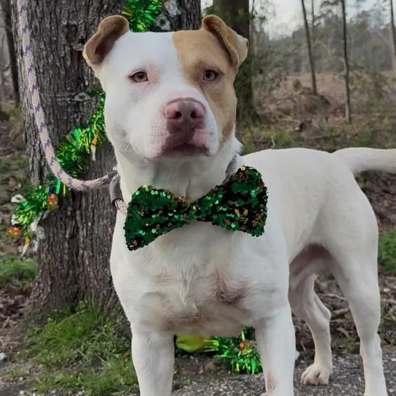 An adult medium-sized male White / Cream Mixed Breed dog named Not Here for adoption in Monroeville, AL