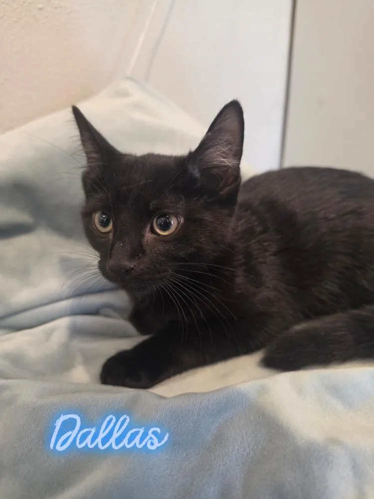 A baby small-sized male Black Domestic Short Hair cat named Dallas for adoption in Metamora, IL