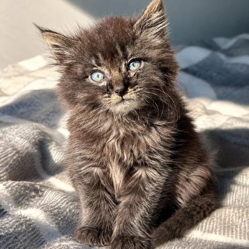 A baby small-sized female Gray / Blue / Silver Domestic Medium Hair cat named Goldie for adoption in Mount Vernon, IN