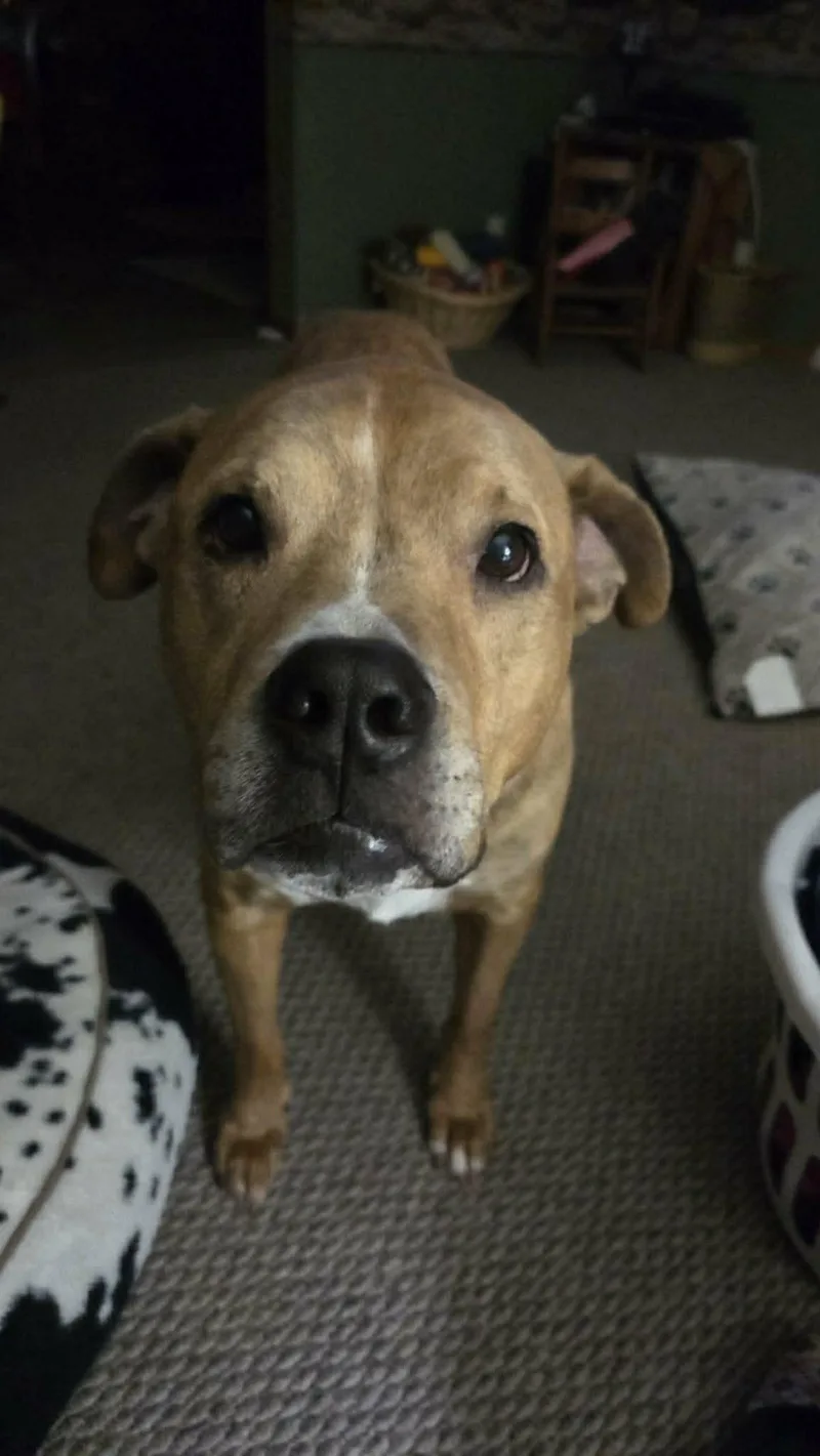 Brewster thumbnail 2