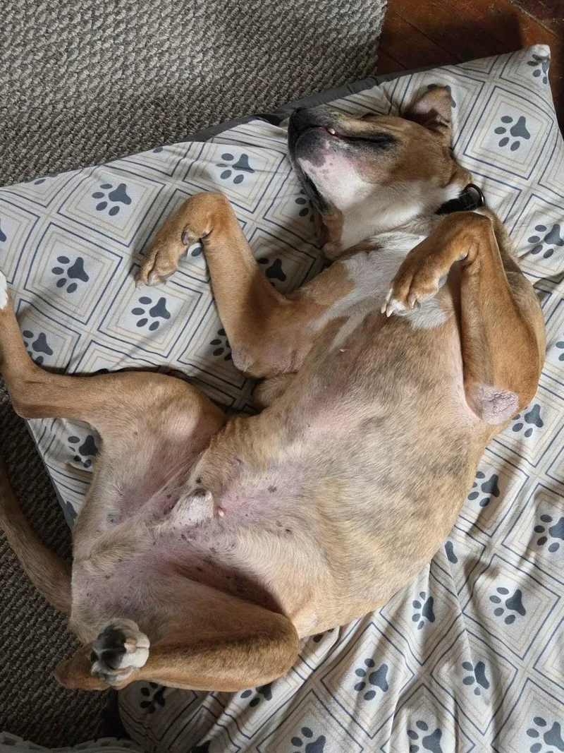 Brewster thumbnail 3