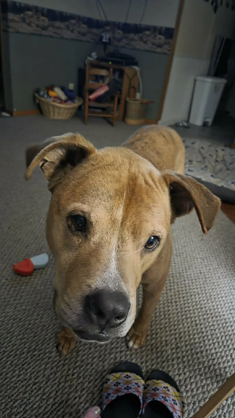 Brewster thumbnail 4