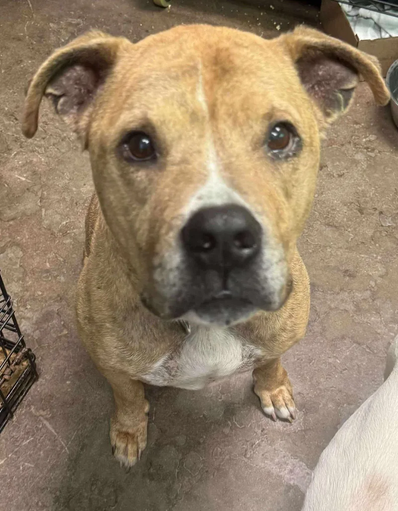 Brewster thumbnail 5