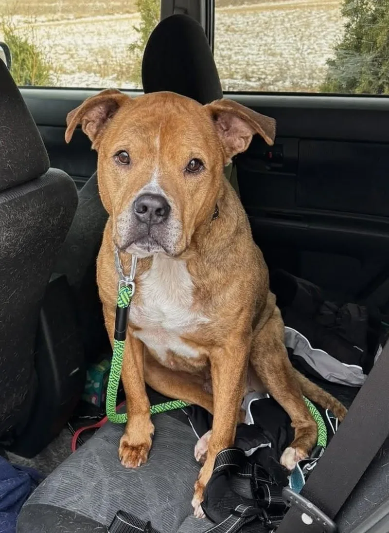 Brewster thumbnail 6