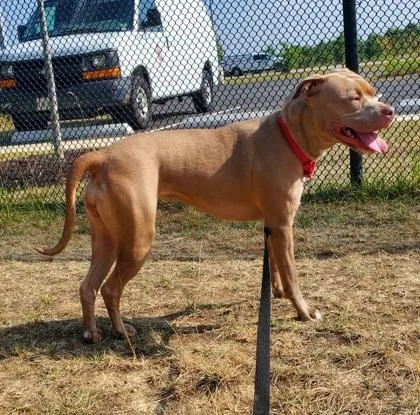 An adult large-sized female Mixed Breed dog named Kira for adoption in Fairfax, VA