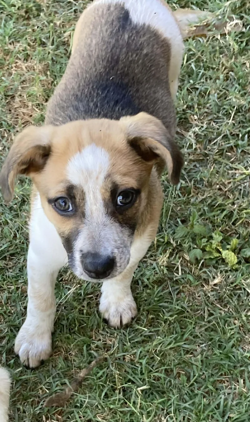 A baby medium-sized male Australian Terrier dog named Sundae for adoption in Media, PA