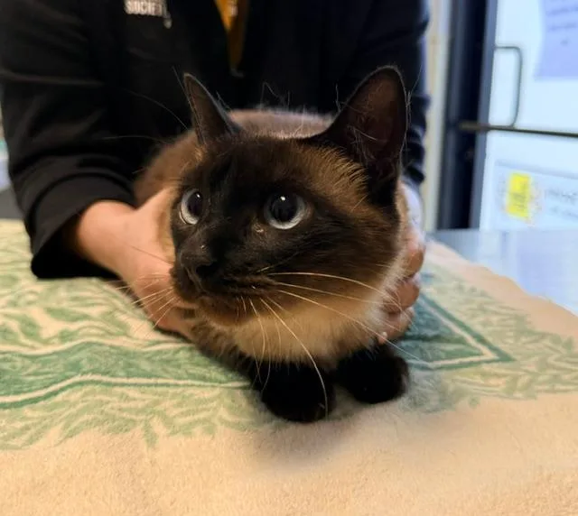 An adult medium-sized female Seal Point Siamese cat named Precious for adoption in Winter Haven, FL