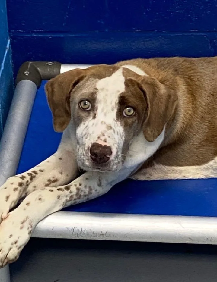 A baby medium-sized male Chesapeake Bay Retriever dog named Chance for adoption in Hartsville, SC