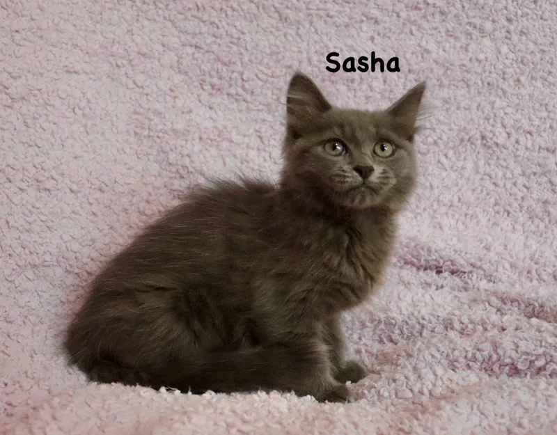 Sasha thumbnail 6