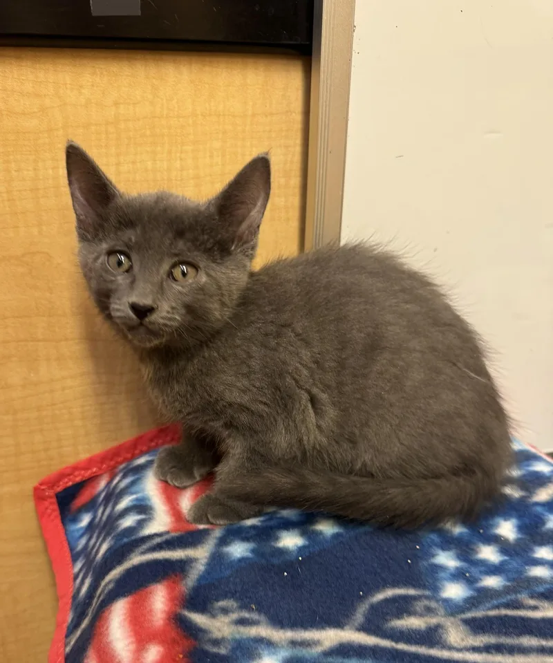 A baby medium-sized male Gray / Blue / Silver Domestic Short Hair cat named Edoardo for adoption in Albuquerque, NM