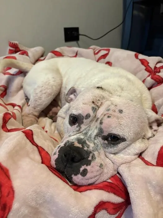 A young medium-sized male Pit Bull Terrier dog named Chop for adoption in Palatine, IL