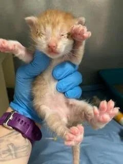 A baby small-sized male Domestic Short Hair cat named Hops for adoption in Mustang, OK