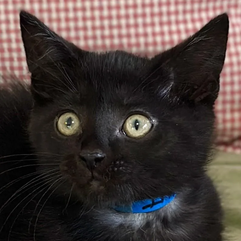 A baby medium-sized male Black Domestic Short Hair cat named Intrigue for adoption in Victor, NY