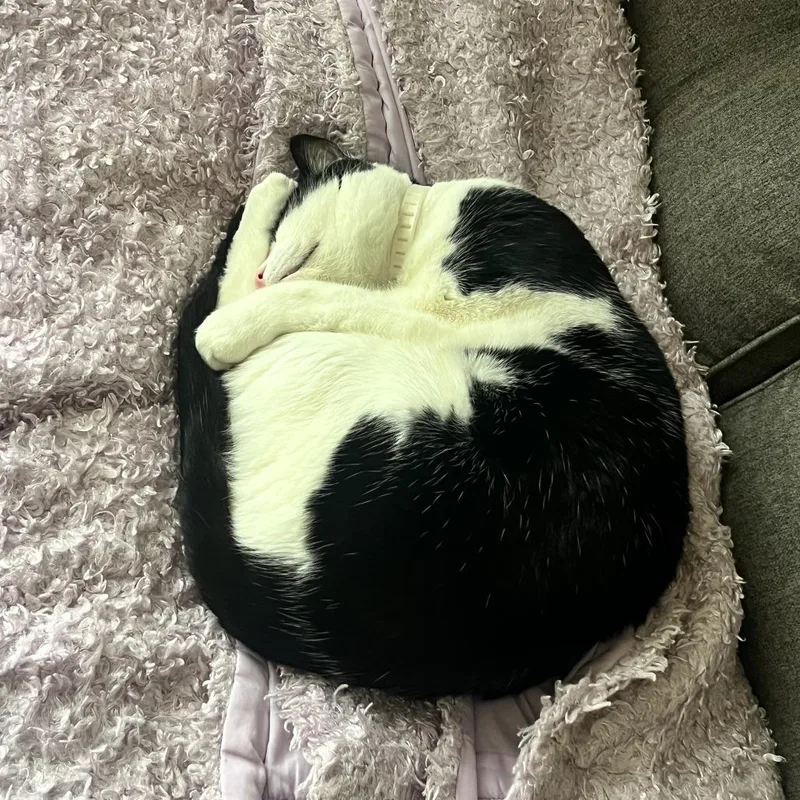 A senior small-sized male Black Domestic Short Hair cat named Paco for adoption in Columbus, GA