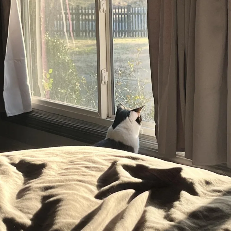 Paco thumbnail 2