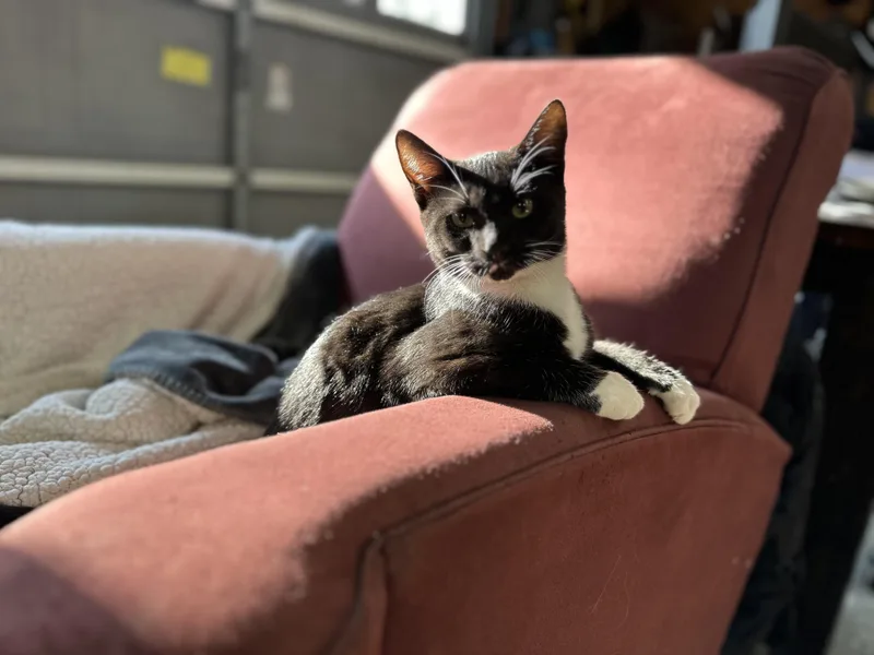 Boo& Tux thumbnail 2