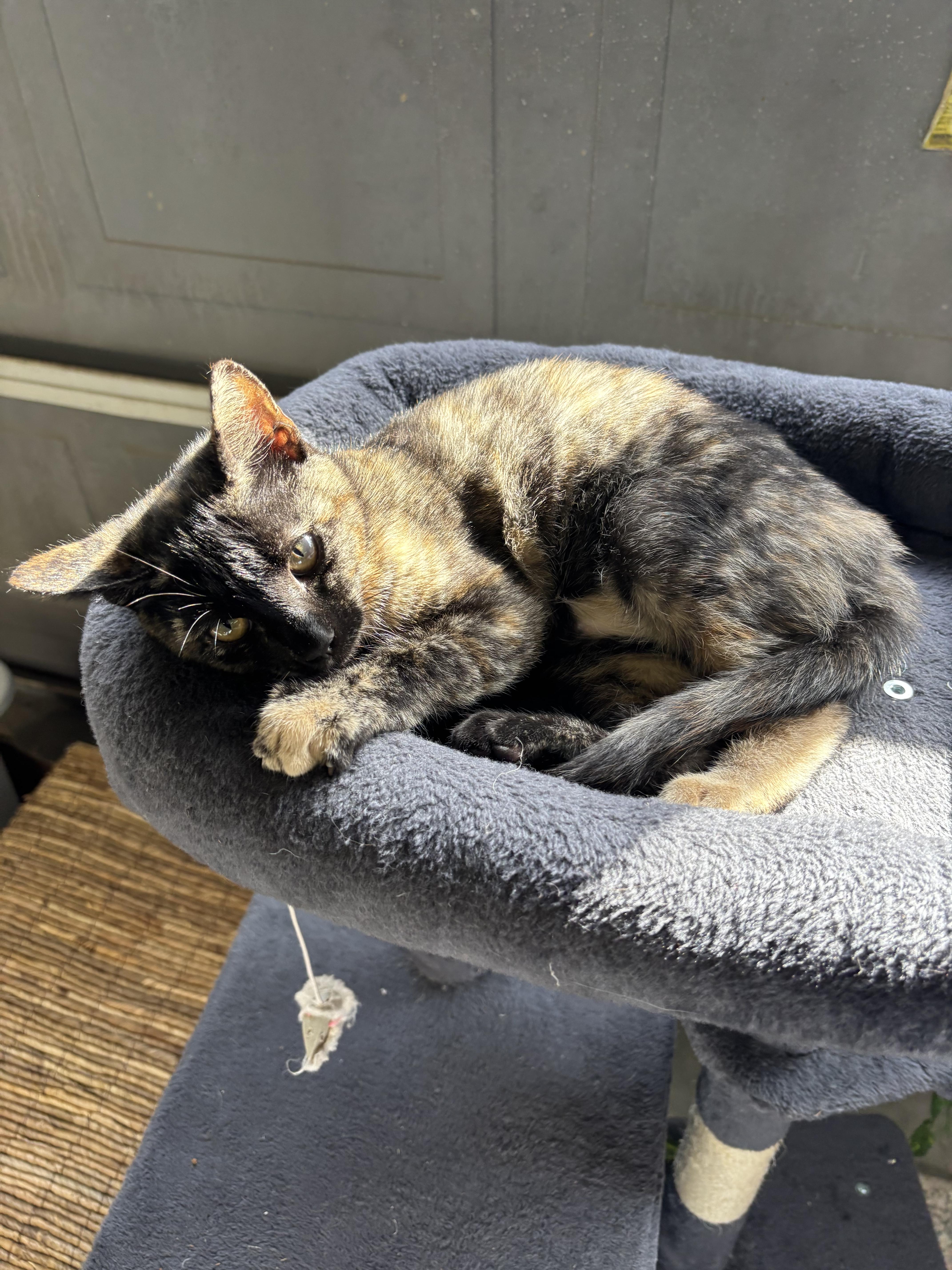 Boo& Tux thumbnail 3