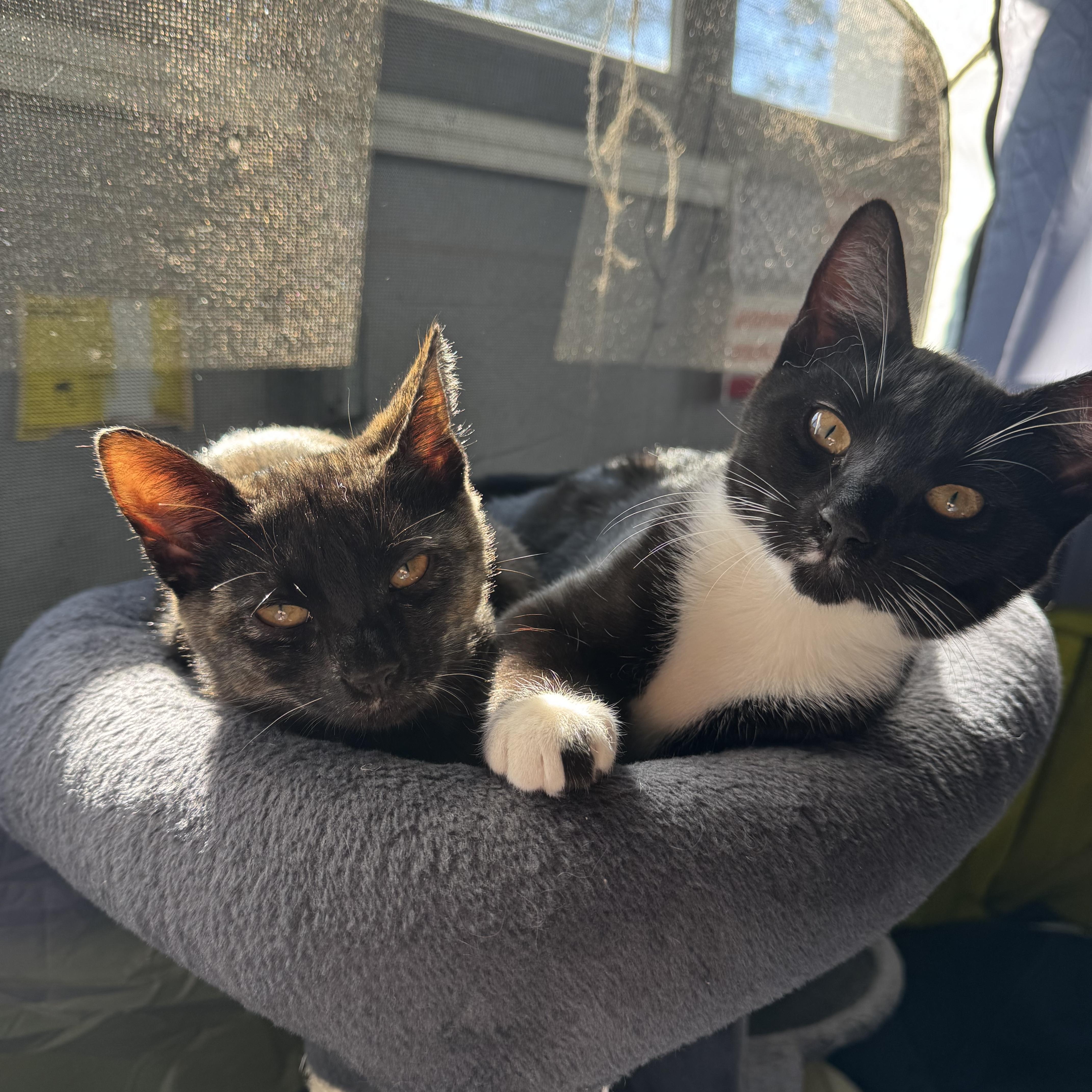 Boo& Tux thumbnail 4