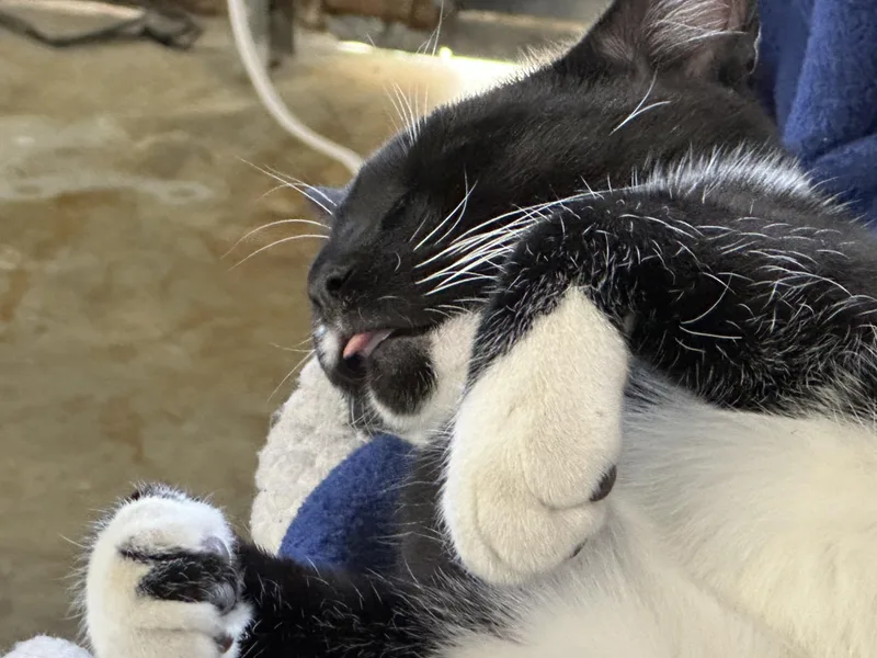 Boo& Tux thumbnail 5