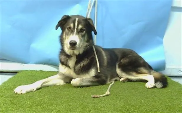 A young large-sized male Siberian Husky dog named Oreo for adoption in Gardena, CA