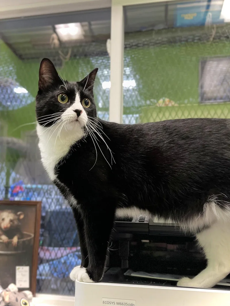 A young medium-sized female Black & White / Tuxedo Domestic Short Hair cat named Janice for adoption in Estherville, IA