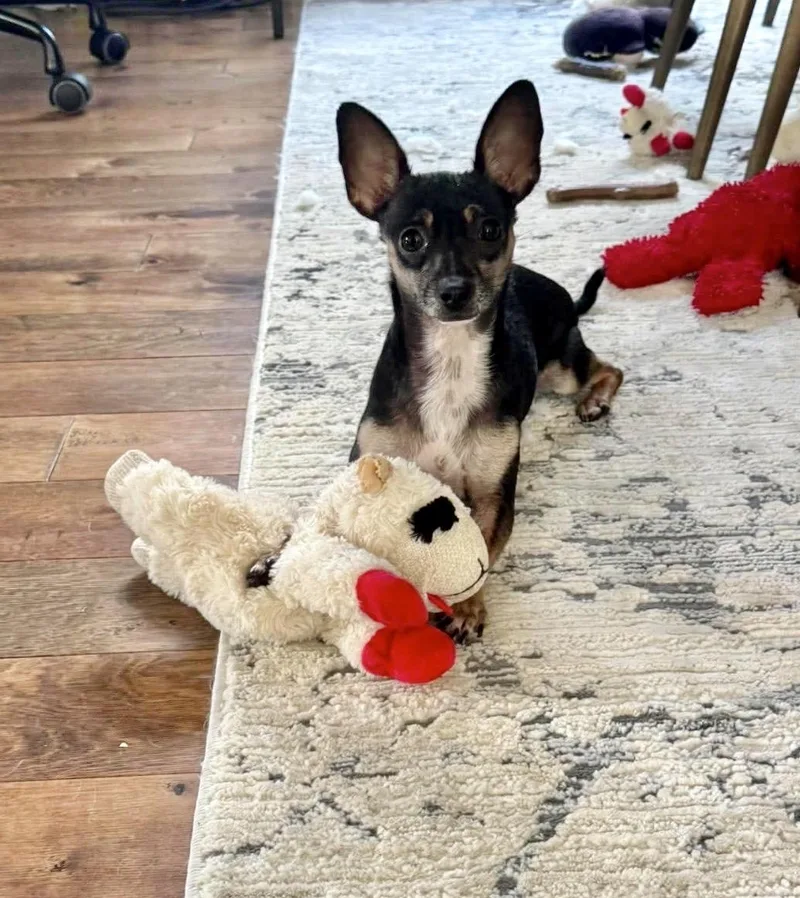 Myla