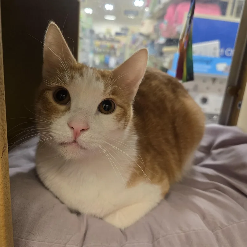 An adult medium-sized male Orange & White Domestic Short Hair cat named Andy for adoption in Warr Acres, OK