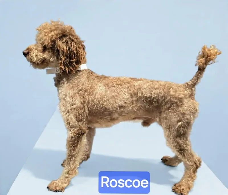 Roscoe thumbnail 3