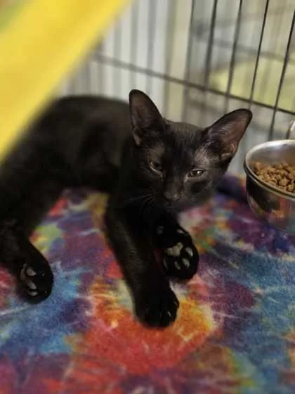 A young small-sized female Domestic Short Hair cat named Lotus for adoption in Baton Rouge, LA