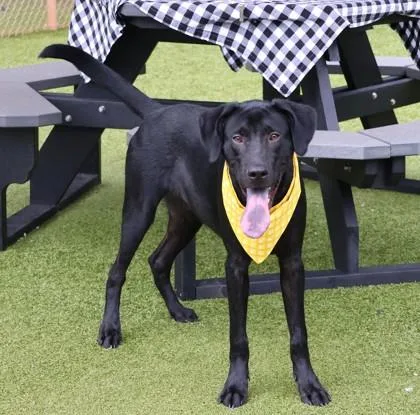 A young large-sized male Mixed Breed dog named Ninja for adoption in Athens, GA