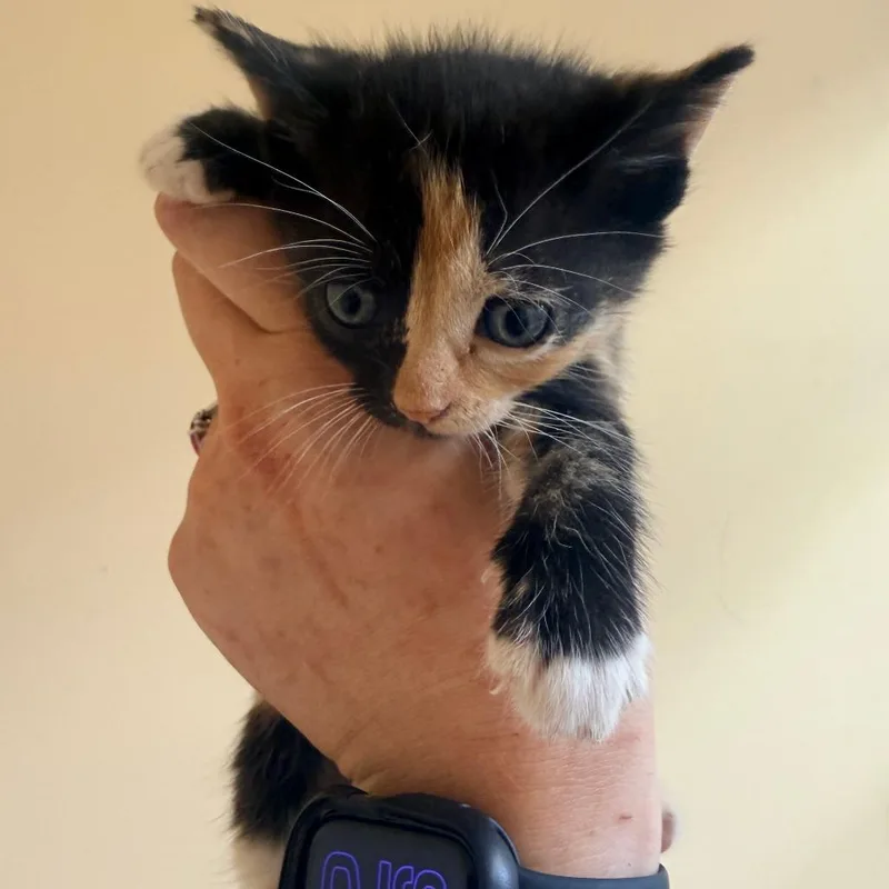 A baby small-sized female Black Domestic Short Hair cat named Annie for adoption in Corinth, MS