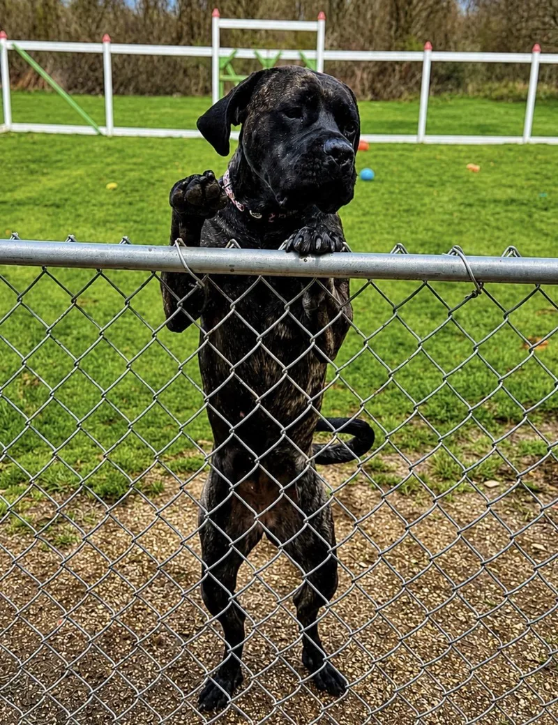 A young extra large-sized female Brindle Cane Corso dog named Sequoia for adoption in Youngstown, OH