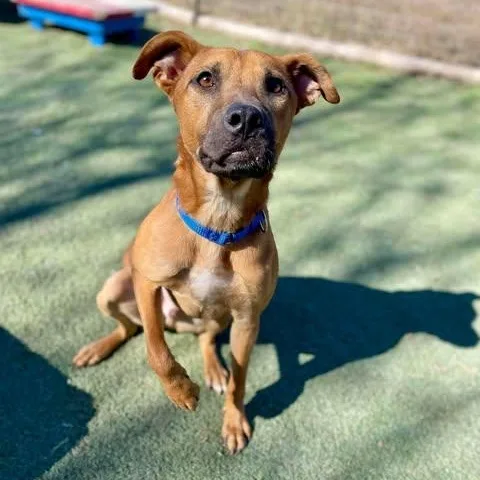A young medium-sized male Brown / Chocolate Black Mouth Cur dog named Lucas for adoption in Center Point, TX