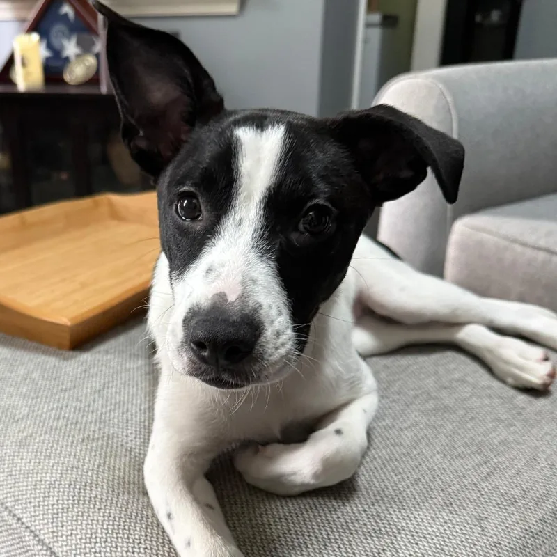 A baby medium-sized female White / Cream Mixed Breed dog named Dotty for adoption in Alexandria, VA
