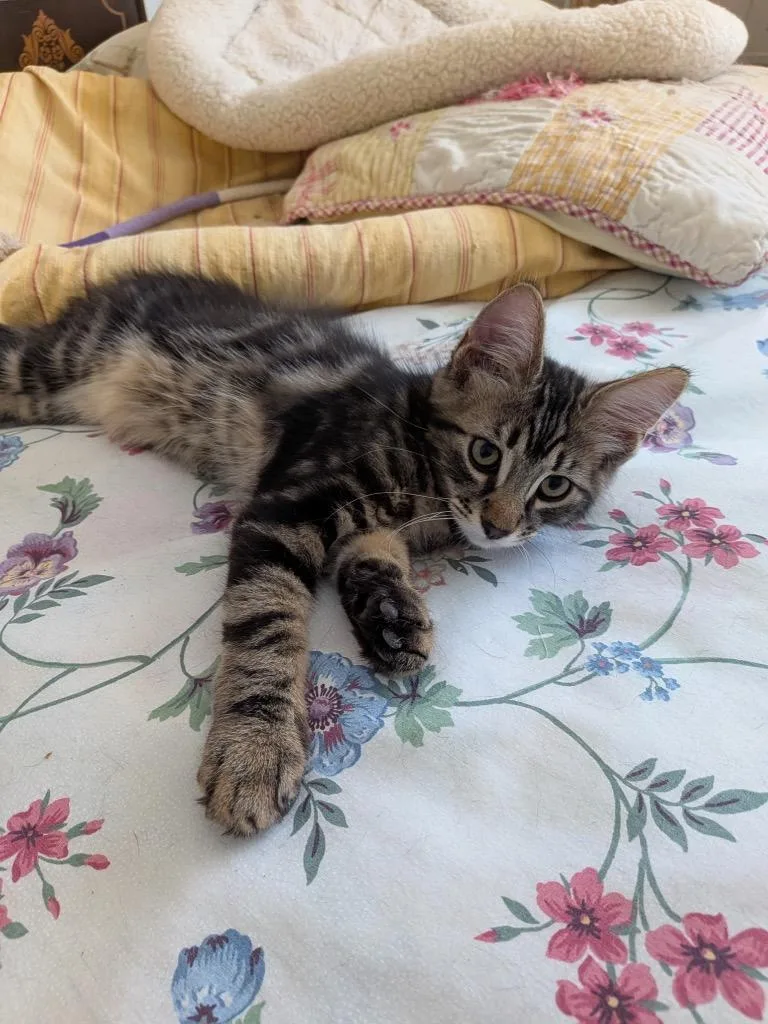 A baby medium-sized male Domestic Short Hair cat named Elliott for adoption in San Pedro, CA