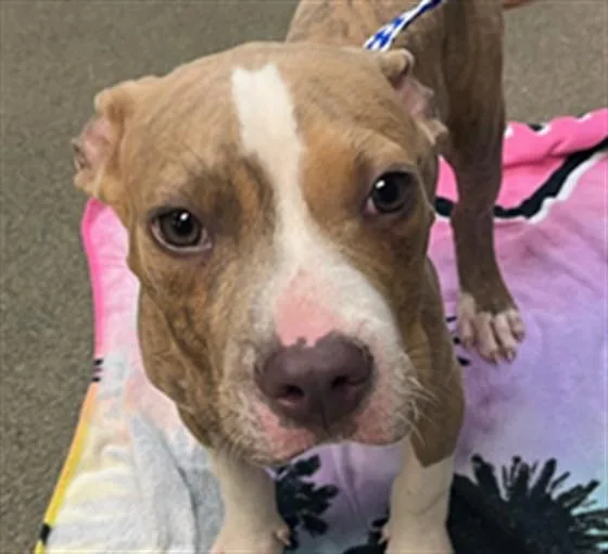 A young small-sized male Mixed Breed dog named Cheesecake for adoption in Jacksonville, FL
