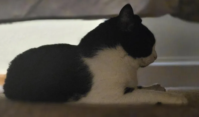 Chichi thumbnail 2