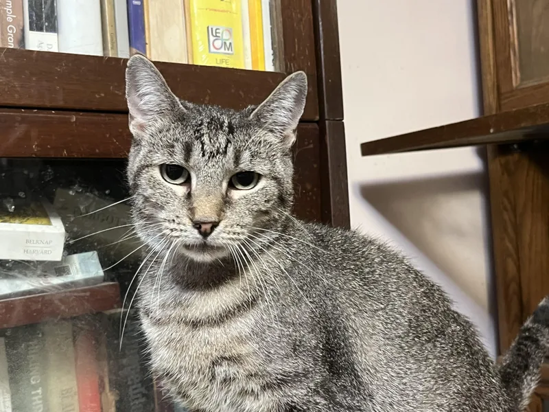 An adult medium-sized female Tabby (Brown / Chocolate) Domestic Short Hair cat named Anna for adoption in Mount Airy, MD