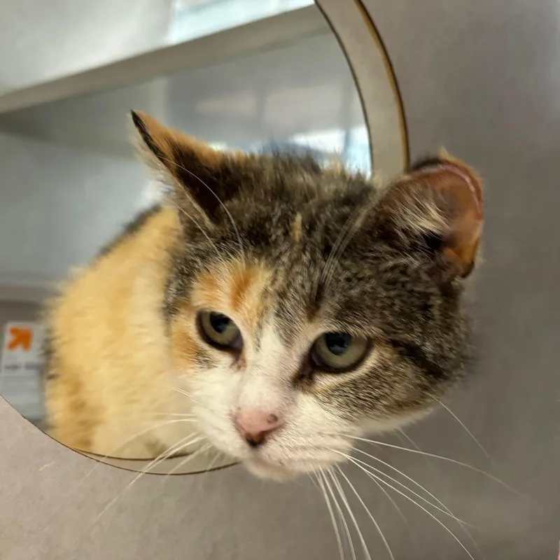 An adult medium-sized female Calico Domestic Short Hair cat named Starlight for adoption in Grand Rapids, MI