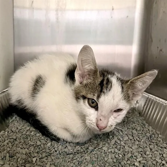 A baby small-sized male Domestic Short Hair cat named Aron for adoption in Tallahassee, FL