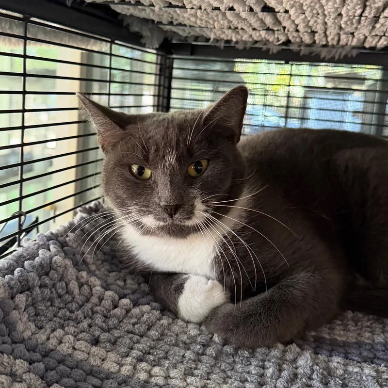 A baby medium-sized female Gray / Blue / Silver Domestic Short Hair cat named Carrie for adoption in Hampton Bays, NY