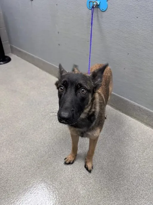 A young large-sized female Belgian Shepherd / Malinois dog named Aphrodite for adoption in Las Vegas, NV