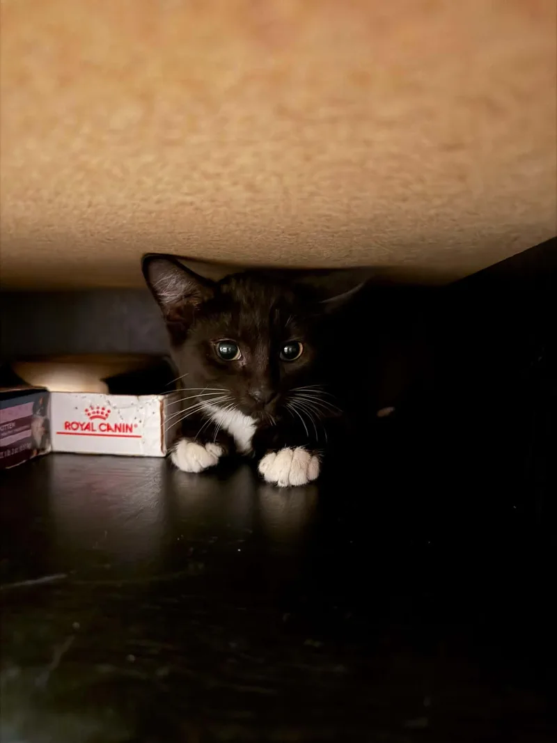 A baby medium-sized male Black & White / Tuxedo Domestic Short Hair cat named Serrano for adoption in Battle Creek, MI